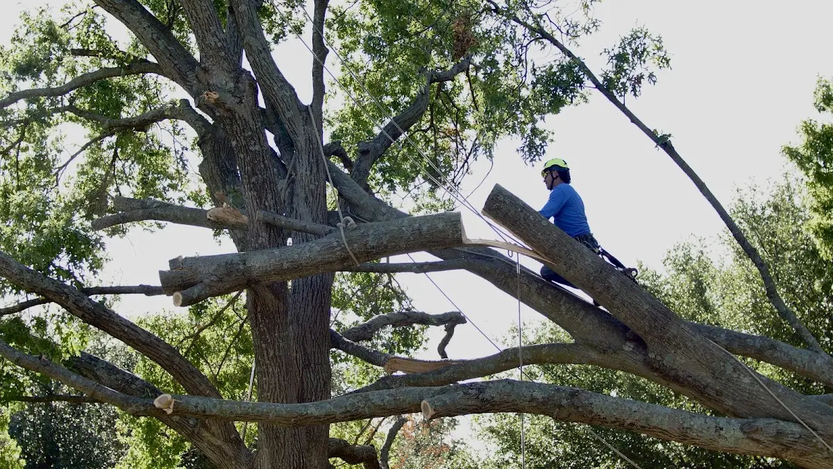 Professional Crown Thinning performed by certified arborists in Garrison