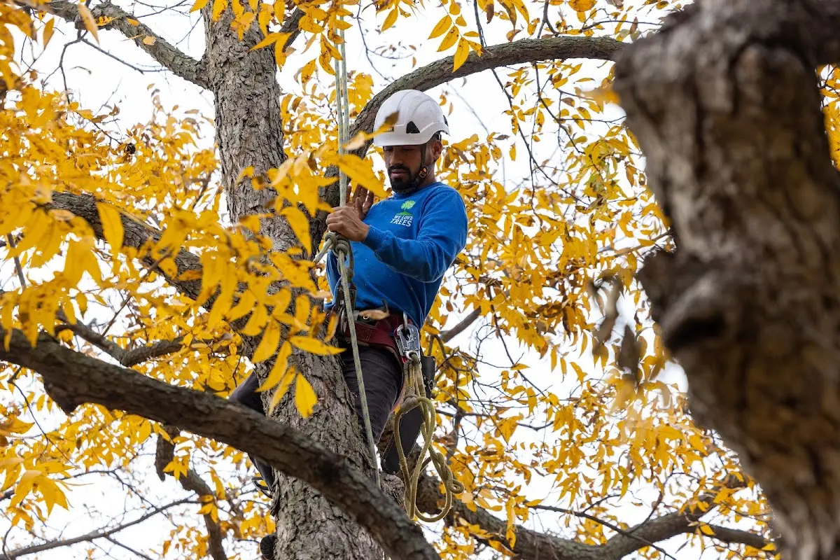 Skilled Tree Trimming crew working in Garrison